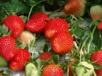 Рассада клубники Антеа