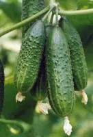 Огурец ПАЛЕХ F1 (100 семян) Гавриш