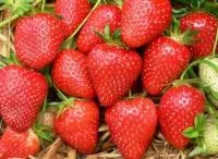 Саженцы клубники Аросса, средняя