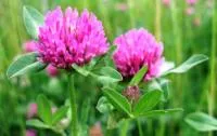 Клевер луговой (красный) (Trifolium pratense)