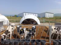 Домик для телят